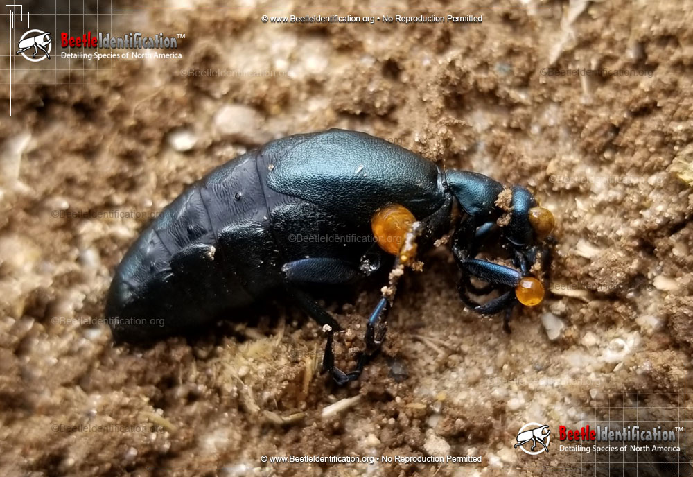 Full-sized image #1 of the American Oil Beetle