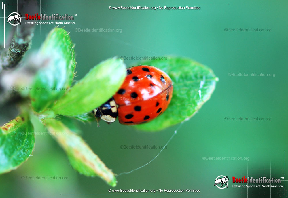 Full-sized image #2 of the Asian Multi-colored Lady Beetle