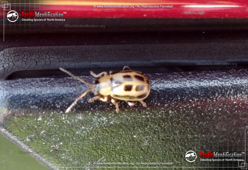 Full-sized image #2 of the Bean Leaf Beetle