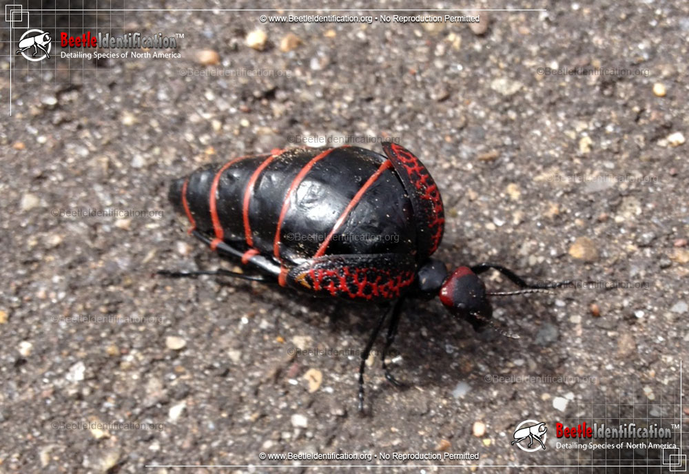 red and black beetle insect