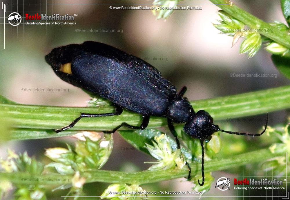 Full-sized image #1 of the Black Blister Beetle