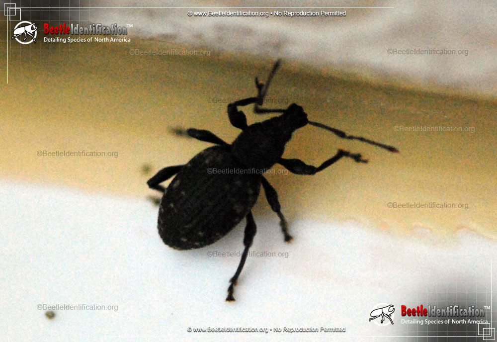 Full-sized image #2 of the Black Vine Weevil