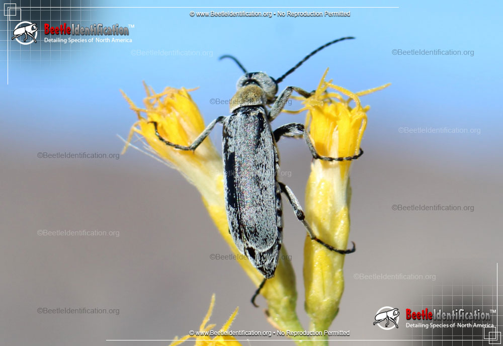 Full-sized image #1 of the Blister Beetle