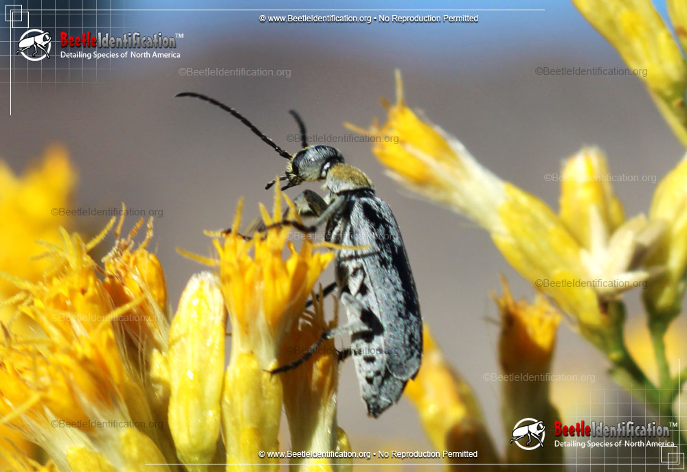 Full-sized image #2 of the Blister Beetle