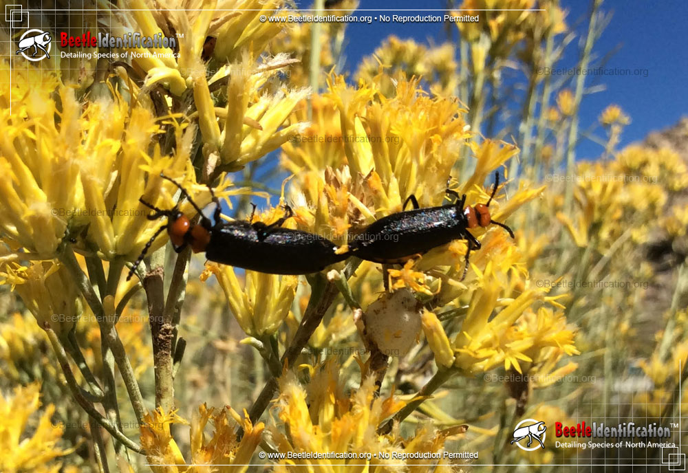 Full-sized image #1 of the Blister Beetle: <em>L. aeneipennis</em>