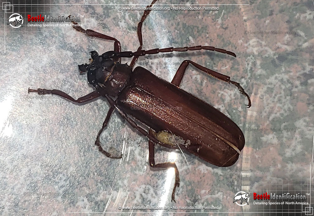Full-sized image #2 of the Brown Prionid Beetle