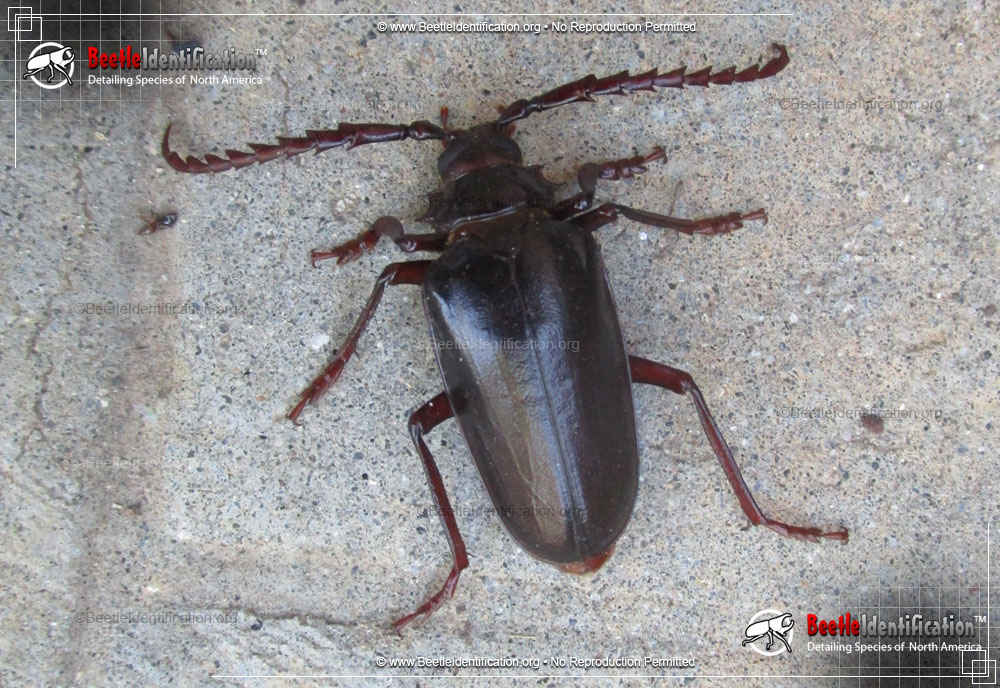 California Root Borer Beetle