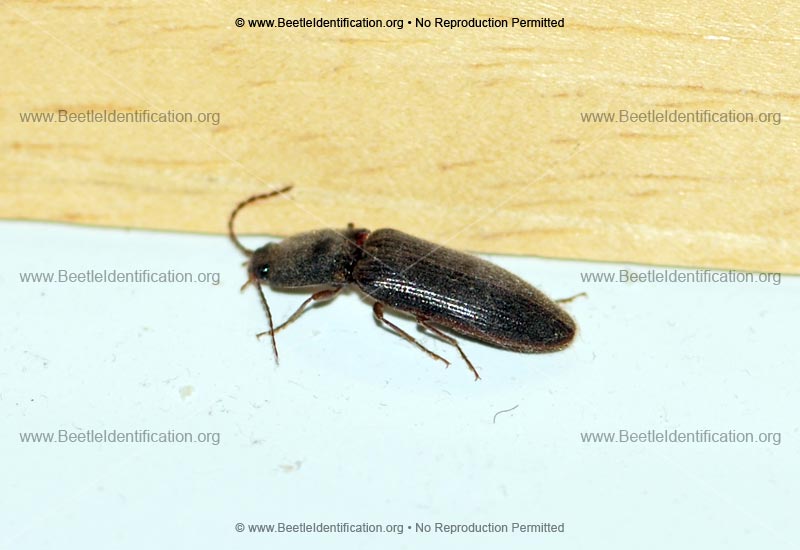 Full-sized image #3 of the Click Beetle
