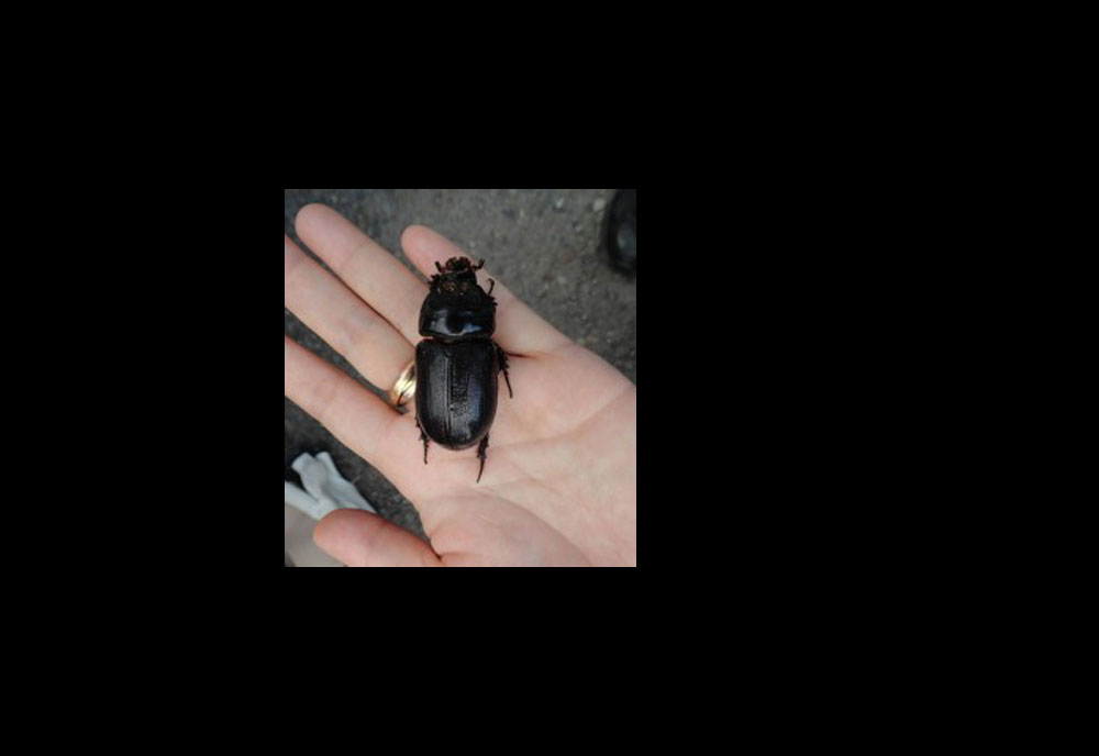 Full-sized image #1 of the Coconut Rhinoceros Beetle