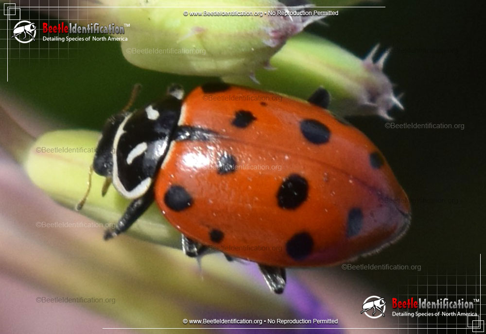 Full-sized image #5 of the Convergent Lady Beetle