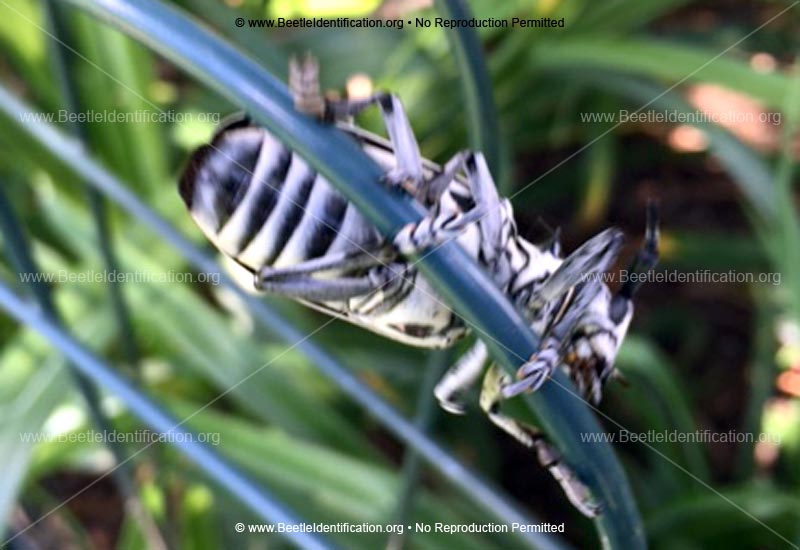 Full-sized image #5 of the Cottonwood Borer Beetle