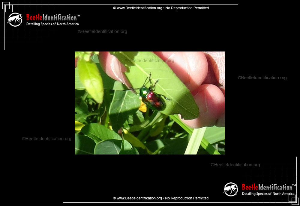 Full-sized image #3 of the Dogbane Leaf Beetle