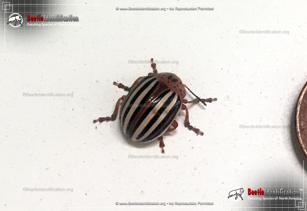 Full-sized image #3 of the False Potato Beetle