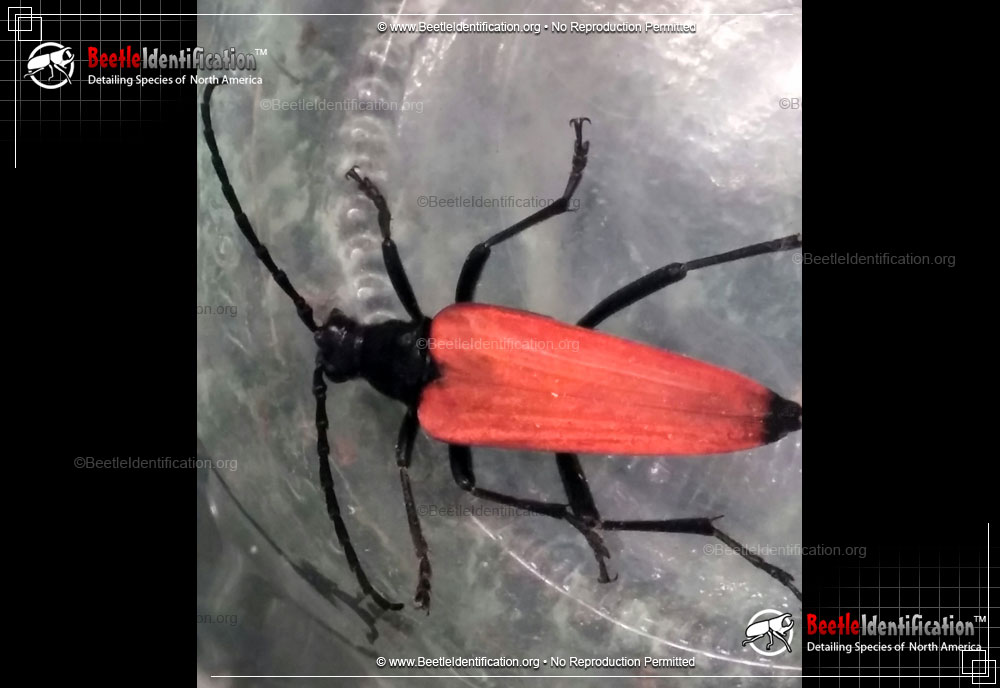 Full-sized image #1 of the Flower Longhorn Beetle - <em>S. emarginata</em>