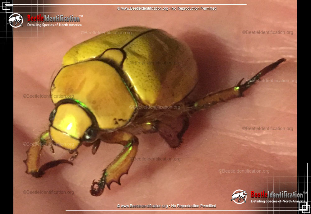 Full-sized image #1 of the Goldsmith Beetle