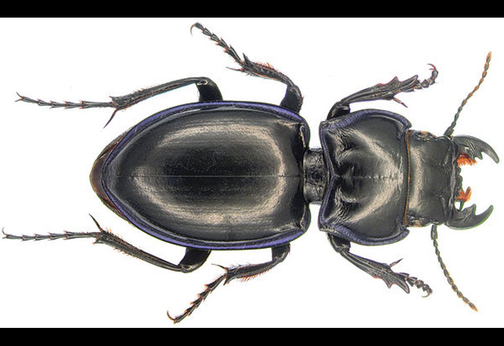 Full-sized image #1 of the Ground Beetle