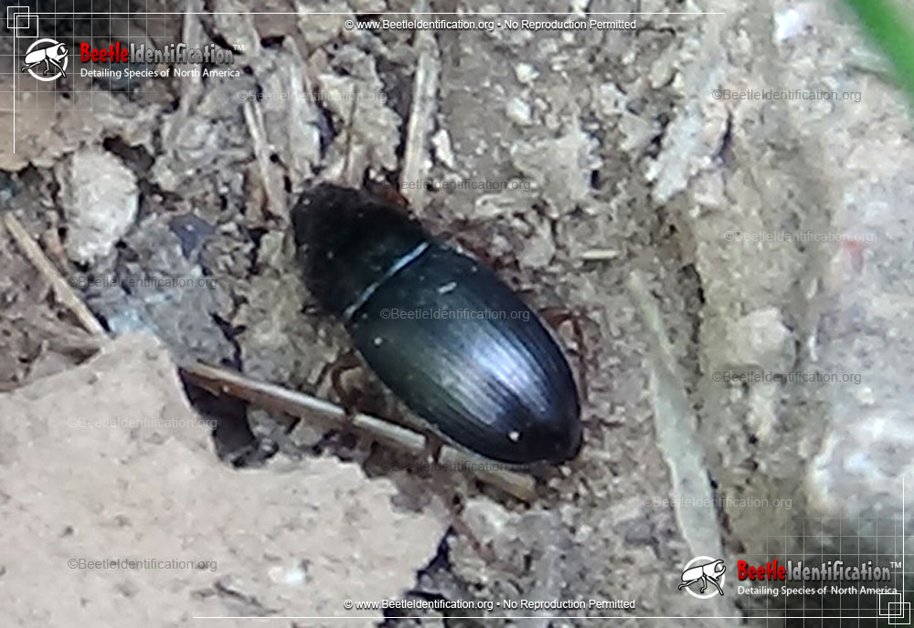 Full-sized image #1 of the Ground Beetle