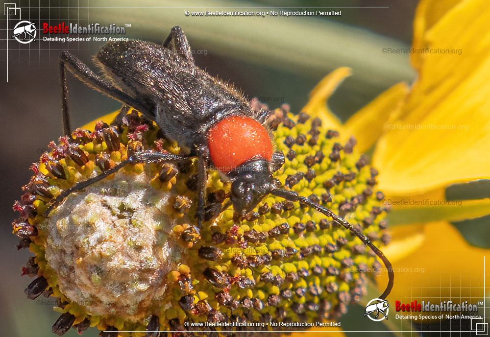 Full-sized image #1 of the Longhorn Beetle