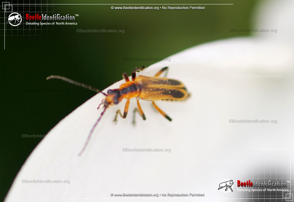Full-sized image #2 of the Margined Leatherwing Beetle
