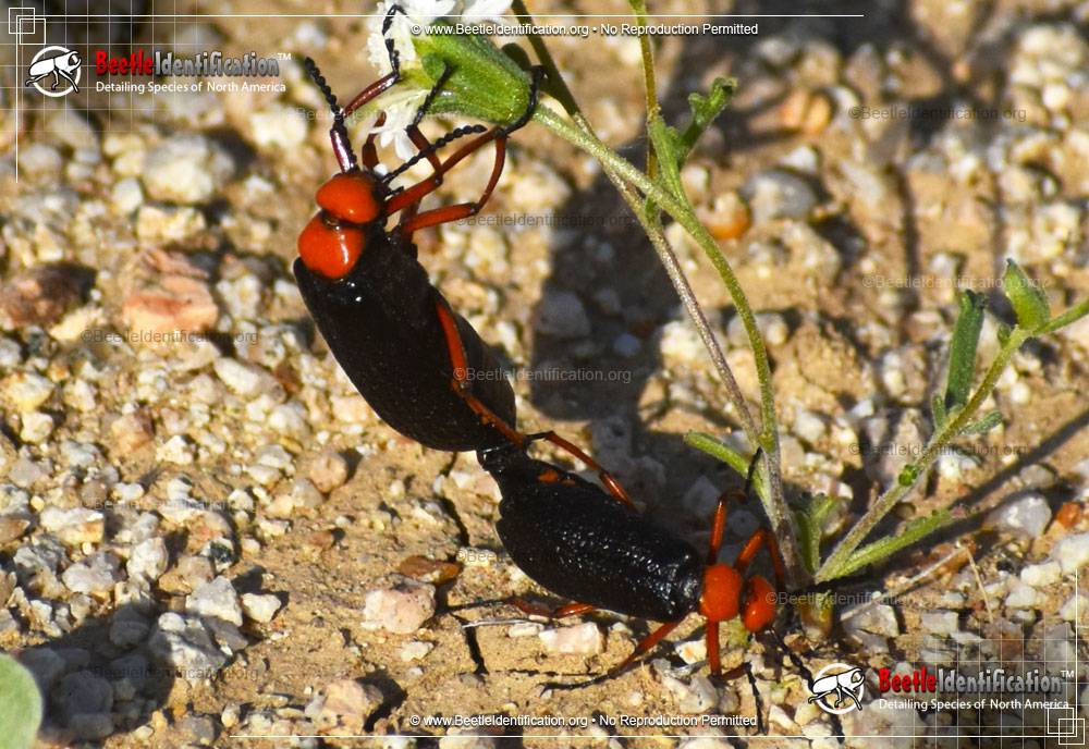 Full-sized image #1 of the Master Blister Beetle