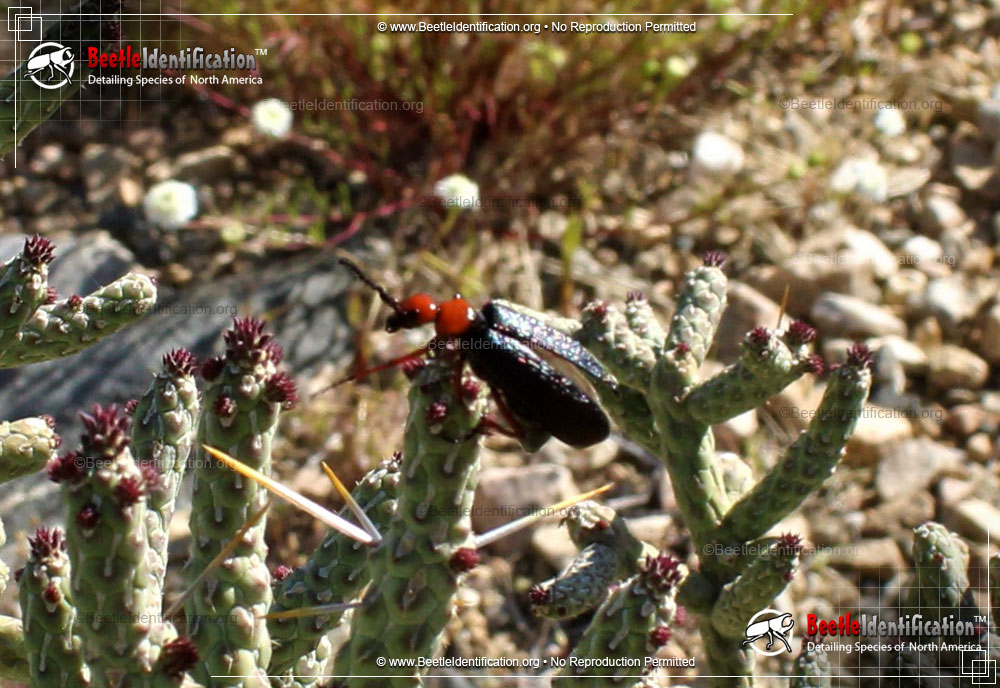Full-sized image #2 of the Master Blister Beetle