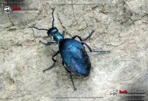 Thumbnail image #3 of the American Oil Beetle