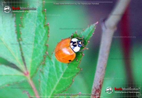 Thumbnail image #3 of the Asian Multi-colored Lady Beetle