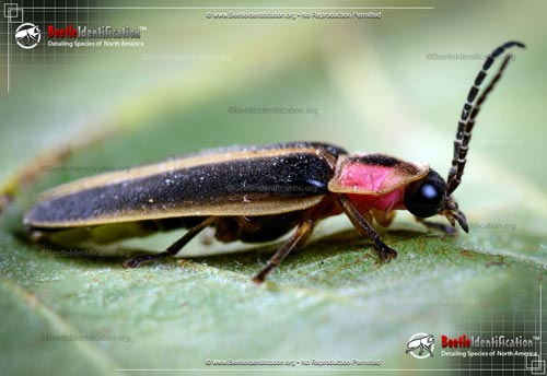 Thumbnail image #2 of the Big Dipper Firefly