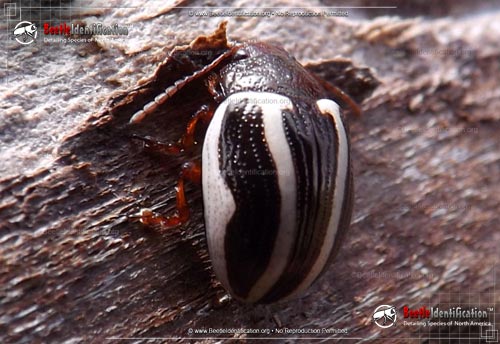 Thumbnail image #1 of the Calligrapha Beetle