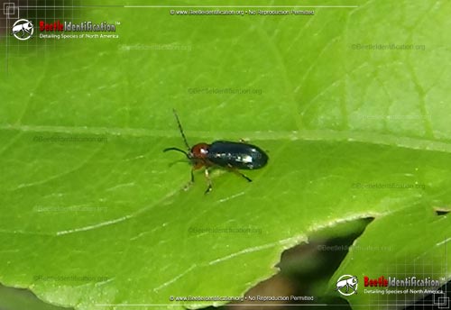 Thumbnail image #3 of the Cereal Leaf Beetle