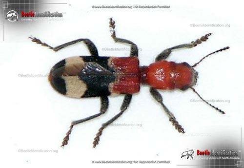 Thumbnail image #1 of the Checkered Beetle