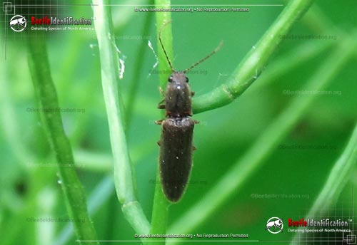 Thumbnail image #1 of the Click Beetle