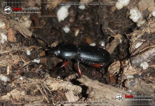 Thumbnail image #1 of the Darkling Beetle - <em>Argoporis spp.</em>