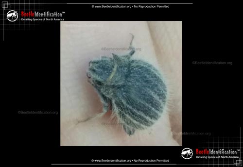 Thumbnail image #3 of the Darkling Beetle - <em>E. ventricosus</em>