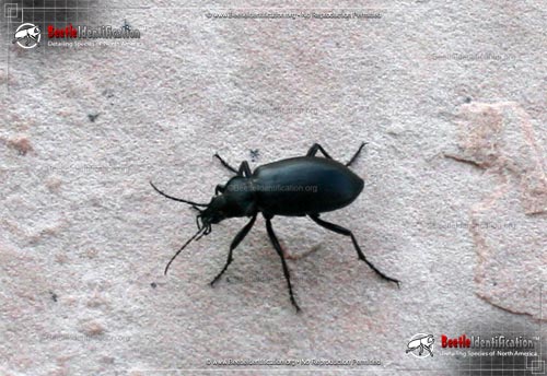 Thumbnail image #1 of the Darkling Beetle