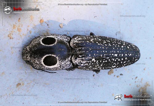 Thumbnail image #2 of the Eastern Eyed Click Beetle