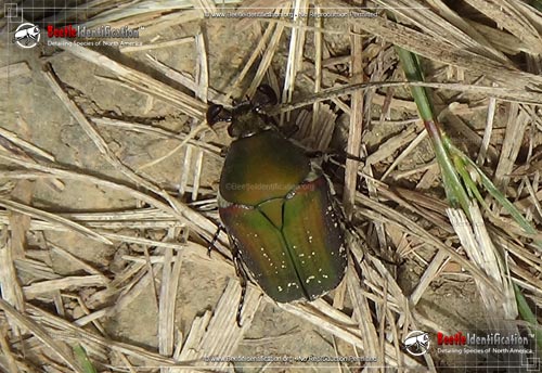 Thumbnail image #1 of the Emerald Euphoria Beetle
