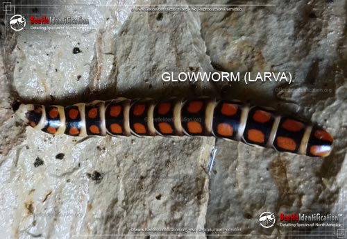 Thumbnail image #2 of the Glowworm