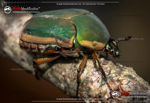 Thumbnail image #2 of the Green June Beetle