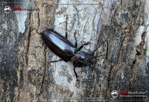 Thumbnail image #1 of the Hardwood Stump Borer Beetle