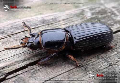 Thumbnail image #1 of the Horned Passalus Beetle