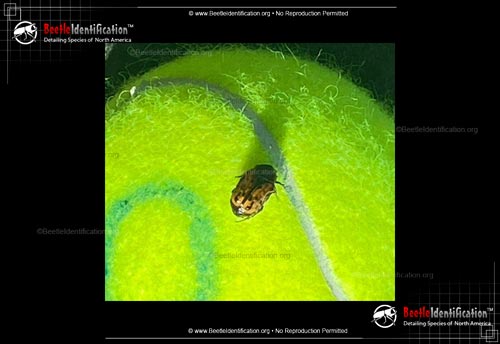 Thumbnail image #1 of the Kerns Flower Scarab Beetle