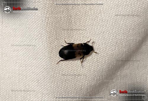 Thumbnail image #2 of the Larder Beetle