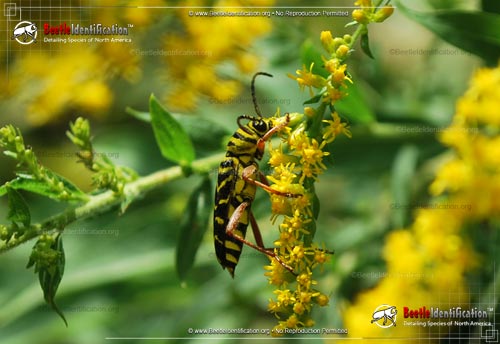 Thumbnail image #3 of the Locust Borer Beetle