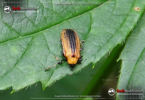 Thumbnail image #1 of the Locust Leaf Miner Beetle
