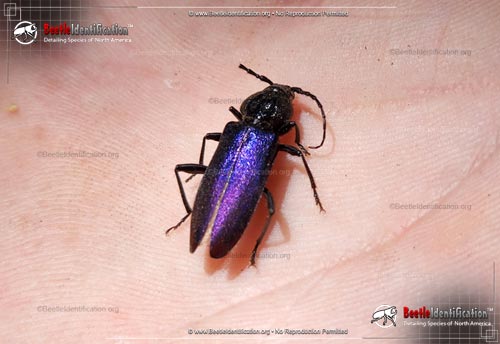 Thumbnail image #1 of the Longhorn Beetle