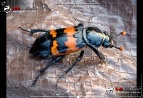 Thumbnail image #1 of the Margined Burying Beetle