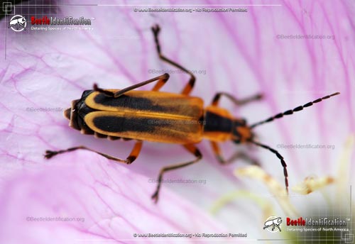 Thumbnail image #4 of the Margined Leatherwing Beetle