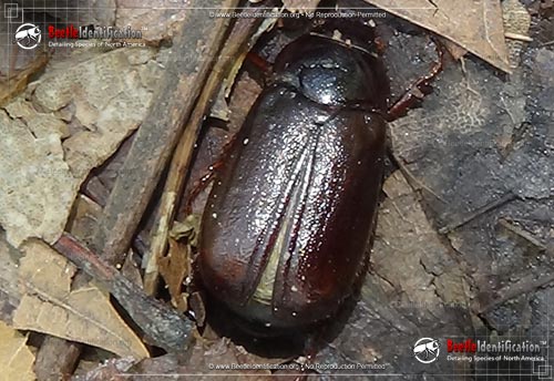 Thumbnail image #3 of the May Beetles