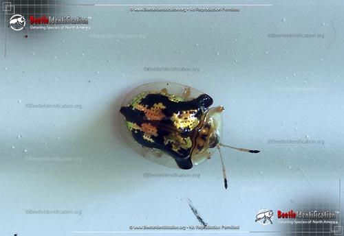 Thumbnail image #1 of the Mottled Tortoise Beetle